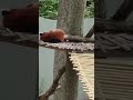 Red panda doesn't wanna get up.