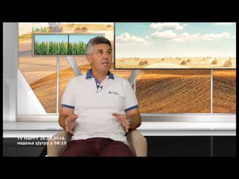 Postrna setva kukuruza je moguca  - evo sta raditi - savet strucnjaka