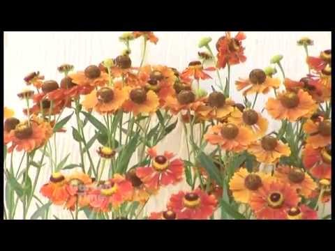 download lagu mp3 mp4 Helenium, download lagu Helenium gratis, unduh video klip Helenium