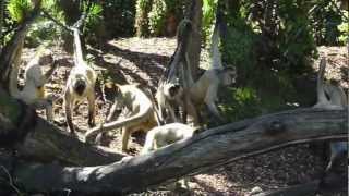 preview picture of video 'Spider monkeys at Auckland Zoo'