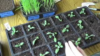 Potting up Silver Sage seedlings