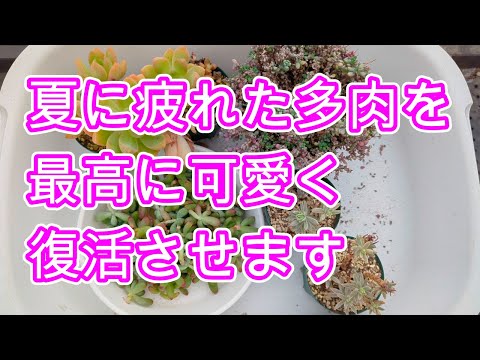 多肉植物を屋外に植える時期はいつですか?それらをうまく植えて維持するにはどうすればよいでしょうか？  庭園