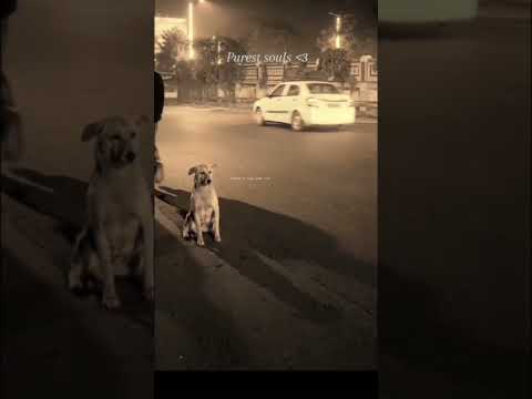 purest soul#innocent #cute #dog #shorts