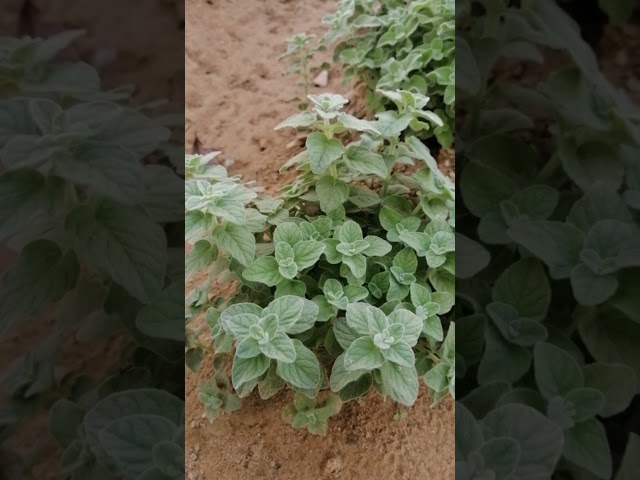 زعتر بري اوريجانو