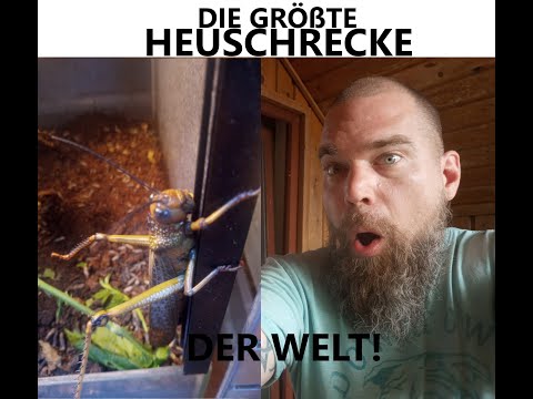 DIE GRÖßTE HEUSCHRECKE DER WELT - Tropidacris cristata Haltung