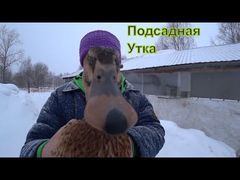 Как выбрать подсадную утку + как их содержать