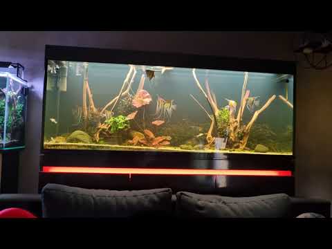 Mein Fehler mit den Neons und warum man mehr auf seine Community hören sollte.