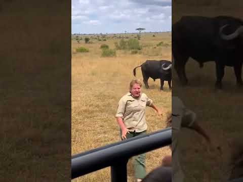 Buffalo Saves Tourist From Lion Charge