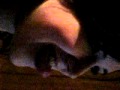 Hannah And Her Tongue Avi