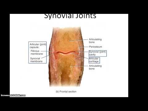 Anatomy 32 Lecture, Chapter 9 Part 1