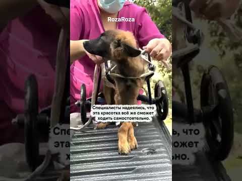 #shortsvideo#любовь#собаки#крикдуши#Щенок не отходил от нее ни на шаг, они были вместе...