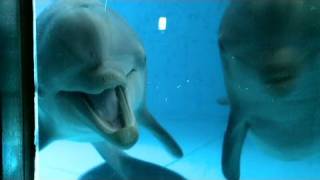 CNN: Dolphins see themselves in mirror