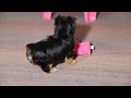 Yorkshire Terrier dogs for sale: Ginger - Video 1
