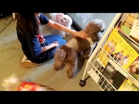 Odelia and Feivel playing with dogs and cat