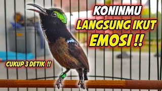 Download lagu PANCINGAN KONIN GACOR FULL TEMBAKAN ISIAN MEWAH !! COCOK BUAT MASTERAN KOLIBRI NINJA BAHAN IJOAN mp3 Download lagu PANCINGAN KONIN GACOR FULL TEMBAKAN ISIAN MEWAH !! COCOK BUAT MASTERAN KOLIBRI NINJA BAHAN IJOAN mp3