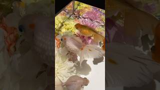 Beautiful colours✨ #visittokyo #tokyo #ginzatokyo #ginza #goldfish #金魚 #東京 #銀座  #artaquarium