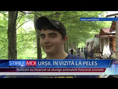 URSII   IN VIZITA LA PELES - MDI TV