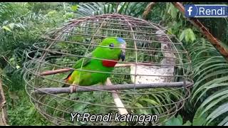 Download lagu Suara panggil buat serindit liar//serindit pikat gacor memanggil mp3