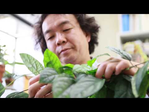 【山形大学】研究紹介2017：理学部（横山潤）（多様性生物学：植物をめぐる生き物のつながりをひもとく）