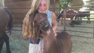 Horse smiles while being petted