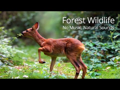 Beautiful European Forest Wildlife | 5 Years of Trail Camera Footage (Natural Sounds)