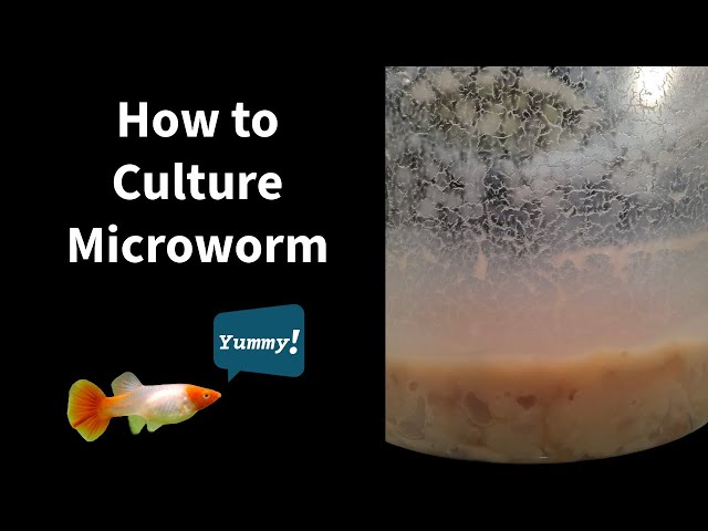 Microworm Culture (Live food) in Fish for Rehoming in Edmonton
