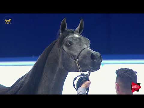 N 152 B A  PALUCCI   Dubai 2019   Colts in 2 years old Class 10