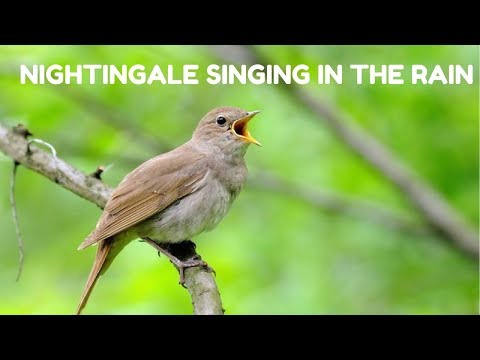 Best Nightingale Singing In The Rain - Deep Relaxing Nature Sound