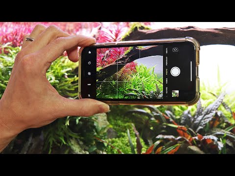 How to take EPIC aquarium photos with your phone