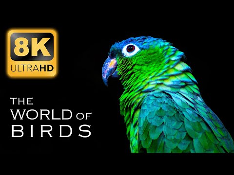 THE WORLD OF BIRDS in 8K Video Ultra HD - Real Nature Sounds