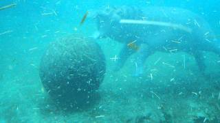 Hippo San Diego zoo.AVI