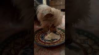 Video preview image #1 Mutt Puppy For Sale in Gretna, NE, USA