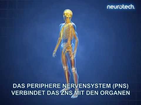 Grundlagen 1: Das Nervensystem ZNS PNS (neurotech)
