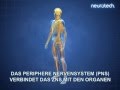 Grundlagen 1 Das Nervensystem ZNS PNS Neurotech