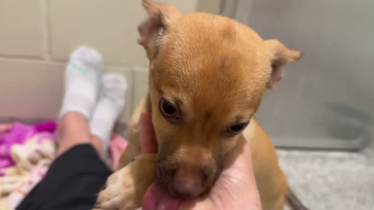 Lottie — A Green-Eyed Cutie , a Adoptable mixed breed in St Augustine, FL video 6/6