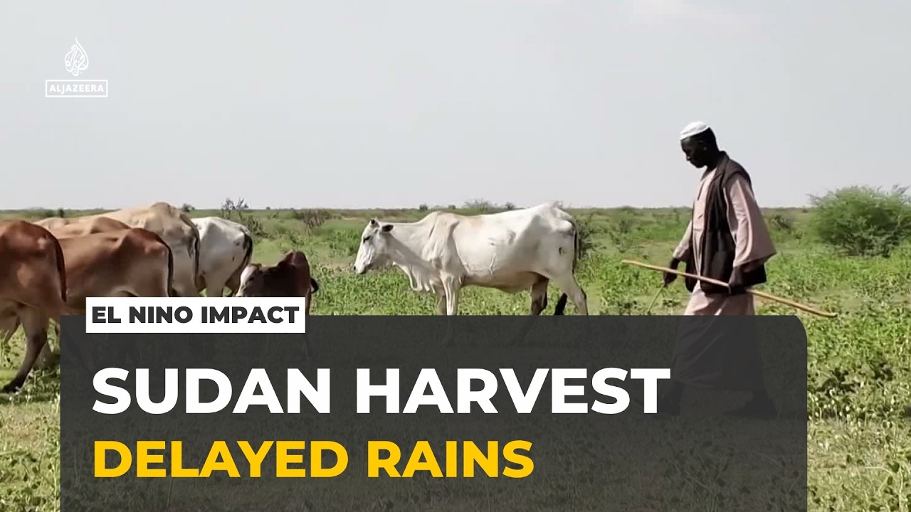 El Nino's effect on Sudan: Delayed rains lead to a difficult harvest season