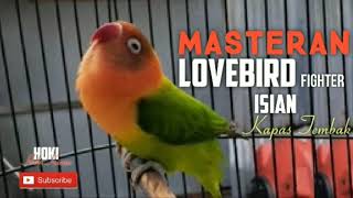 Download lagu Masteran burung lovebird fighter isian kapas tembak mp3
