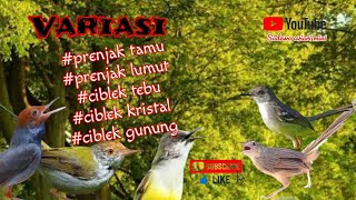 Download lagu VARIASI SUARA PRENJAK TAMU | PRENJAK LUMUT | CIBLEK TEBU | CIBLEK KRISTAL | CIBLEK GUNUNG #masteran mp3
