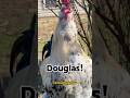 Frankie #rooster calls #douglas #doug #funnyanimals #chicken #name #funny #shortsviral #memesdaily