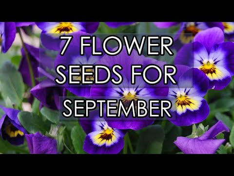 7 Flower Seeds For September | Sow Now For Spring Colour