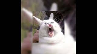 Cover art for ass like that