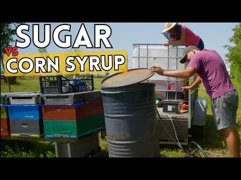 Sugar Syrup vs. Corn Syrup: Which Wins for Bees?
