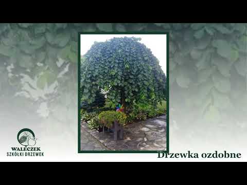 Zobacz filmy, Szkółki Drzewek Waleczek, Mnich