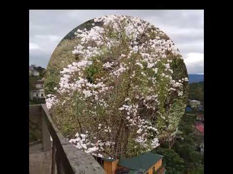 Thangbuaia. Zun phurh thing tin par.. Full song.