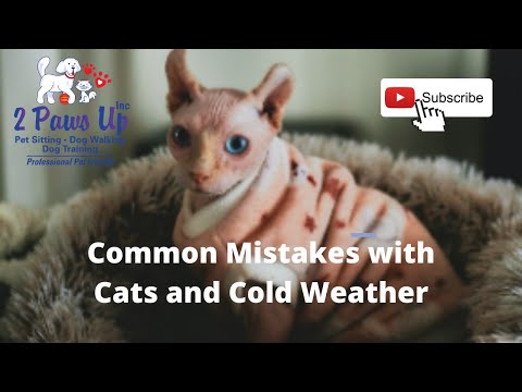 Common Mistakes with Cats and Cold Weather