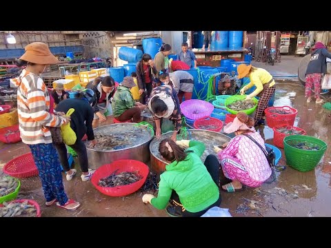 Activities Morning Market Scene | Phnom Penh Cambodia Fish Market Distribution