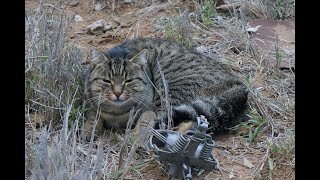 Feral cat foothold trapping - how to construct a set to target cats.