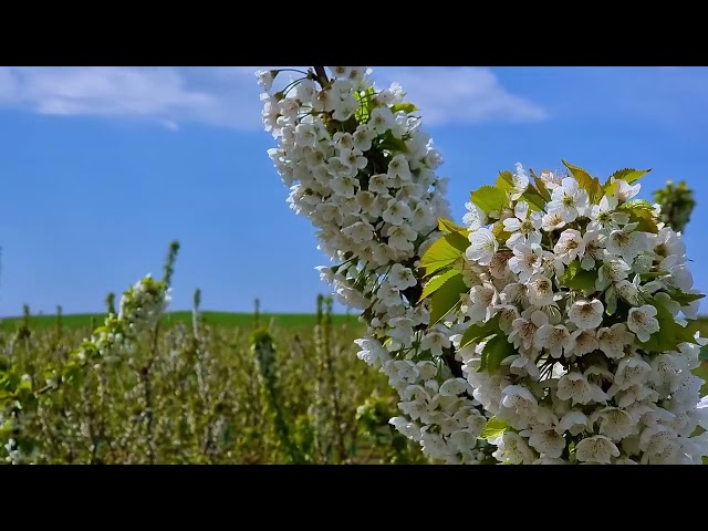 Выращиваем под классическую музыку