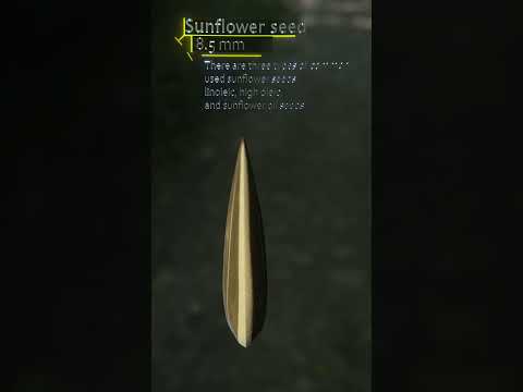 Sunflower Seed Rendered in Blender