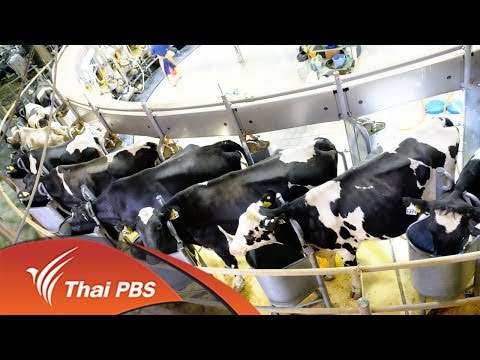ความอ่อนแอชงต้นสน ค้อนของ ธ อร์สัญลักษณ์